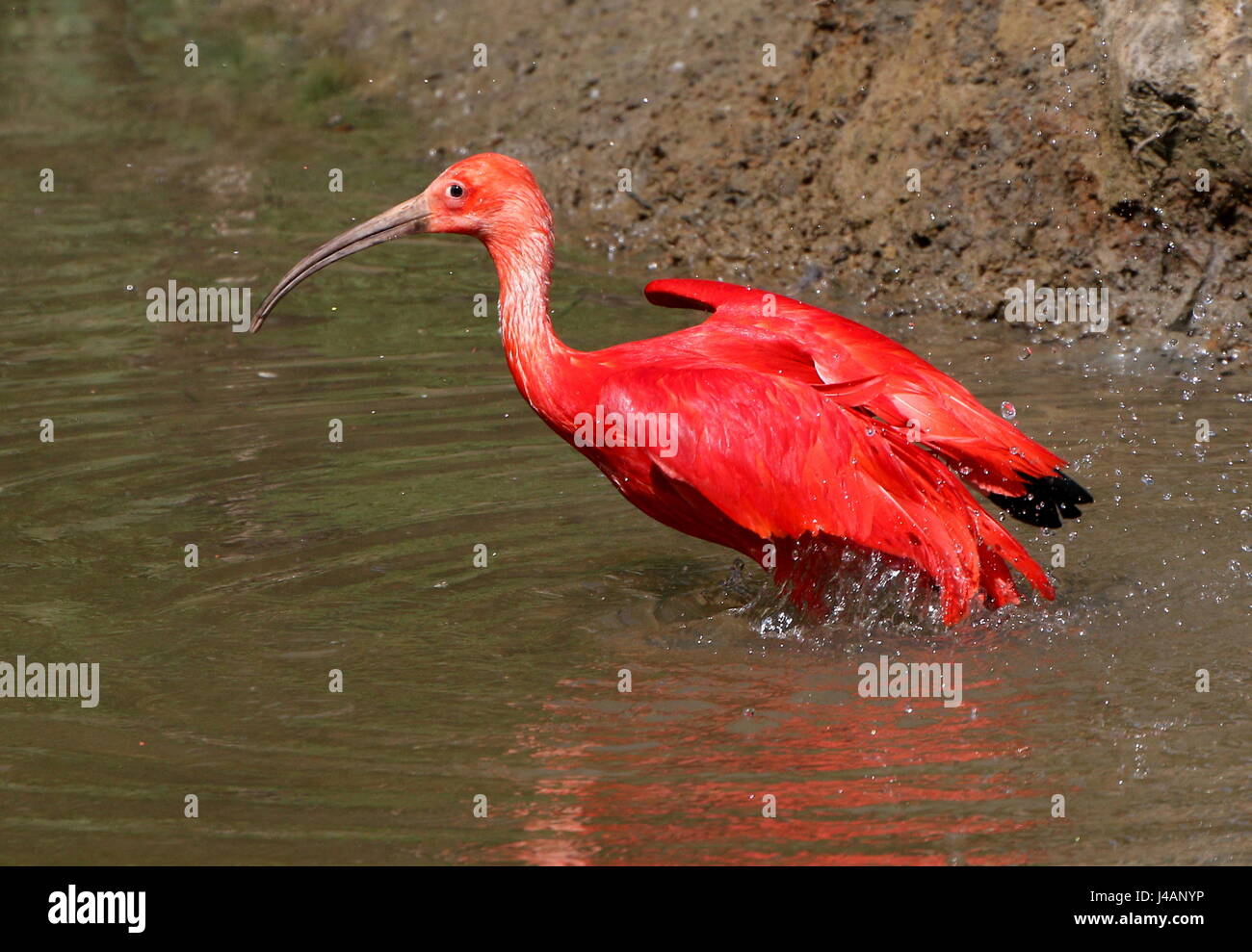 South American Scarlet Ibis (Eudocimus Ruber) Flügel flattern Aktion während des Badens. Stockfoto