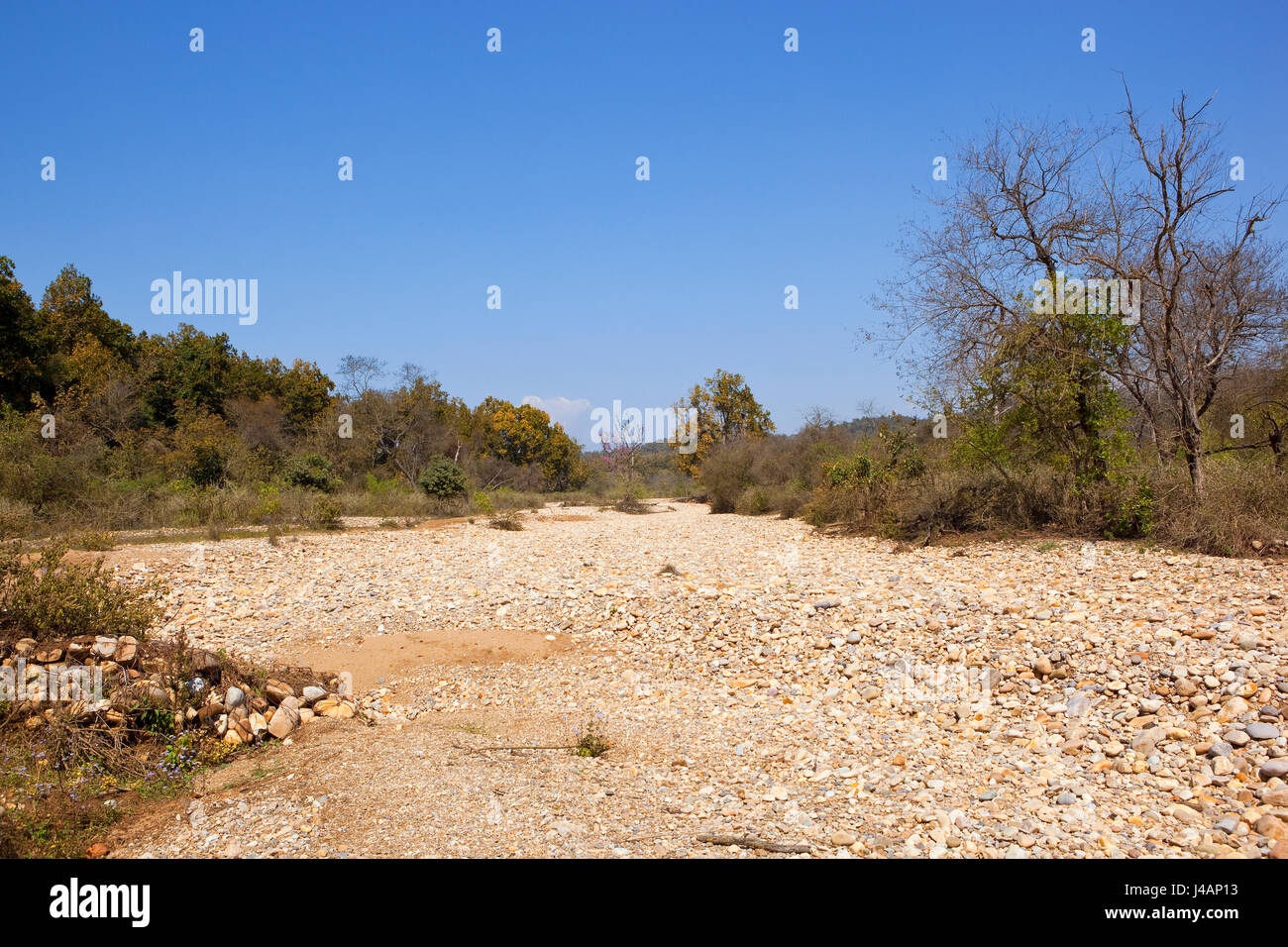 ein ausgetrocknetes Flussbett mit weißen Kieselsteinen im Kalesar Nationalpark in Nordindien mit Mischwald und trockene Gräser unter blauem Himmel im Frühling Stockfoto