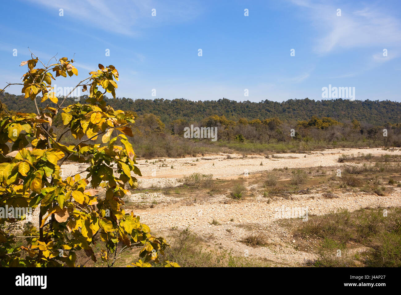 ein ausgetrocknetes Flussbett mit weißen Kieselsteinen im Kalesar Nationalpark in Nordindien mit gemischten Wald Bäume und ein Teak-Baum im Vordergrund unter einem blu Stockfoto