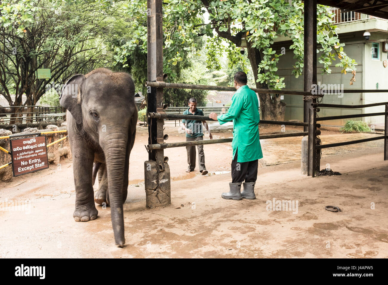 Ein junger Elefant tritt die Fütterungen Stift auf das Elefantenwaisenhaus in Pinnawala in Sri Lanka. Stockfoto