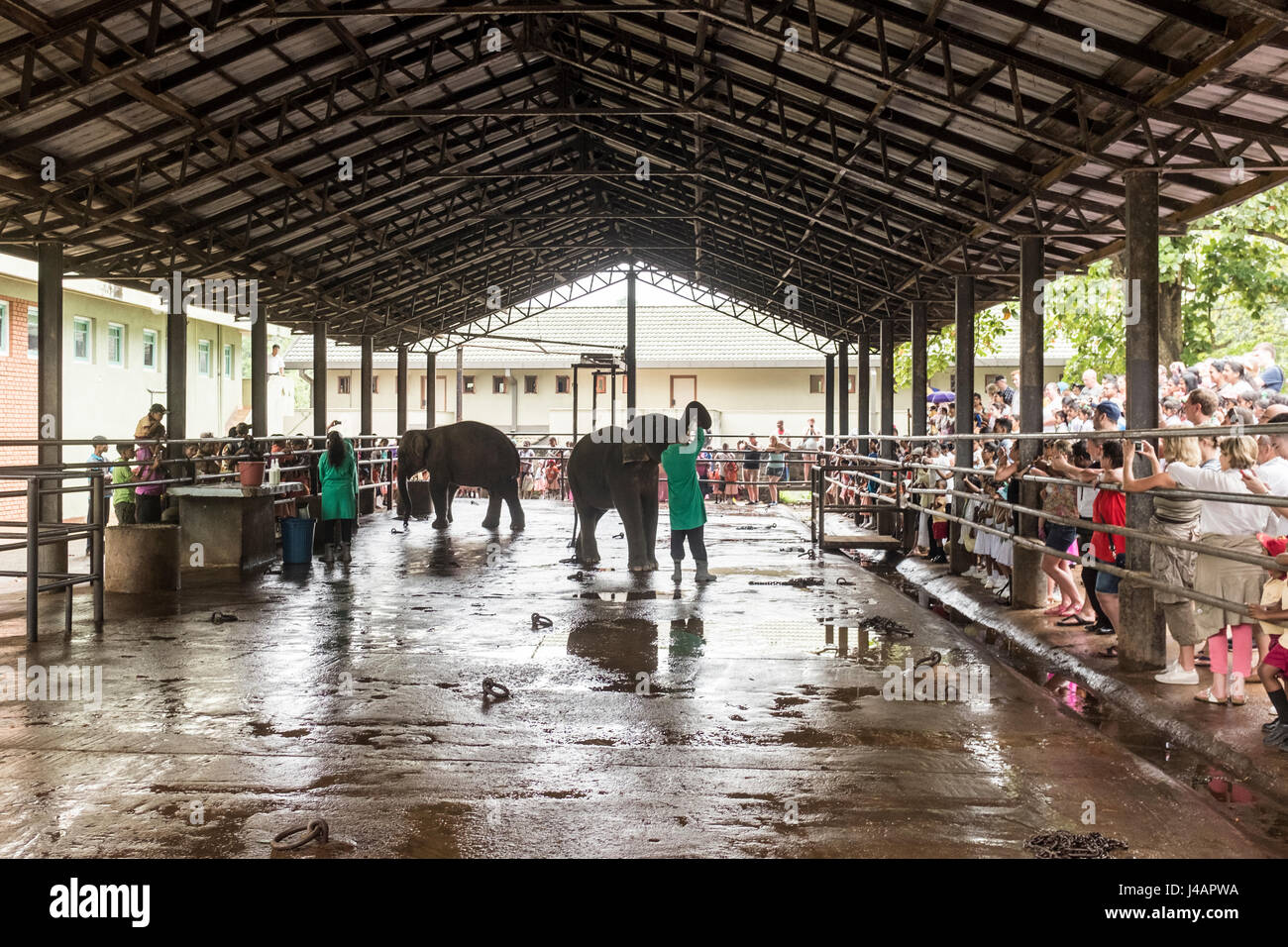 Ein junger Elefant ist von einem Handler in Pinnawala Elephant Orphanage in Sri Lanka Milch aus der Flasche gefüttert. Stockfoto