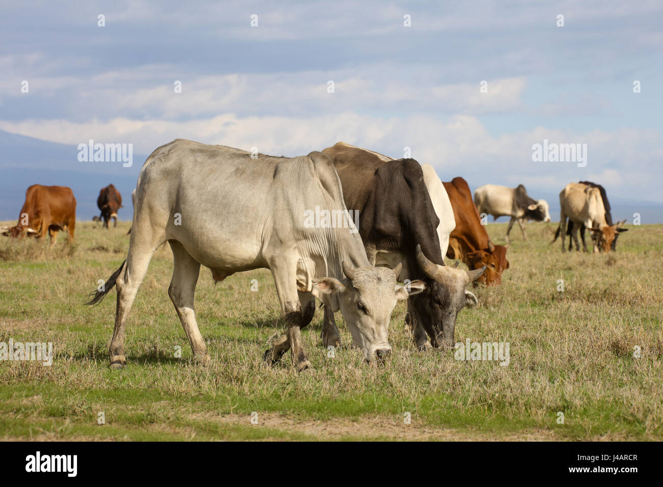 Eine Herde von Boran Vieh weidet auf grünen Savanne. OL Pejeta Conservancy, Kenia. Stockfoto