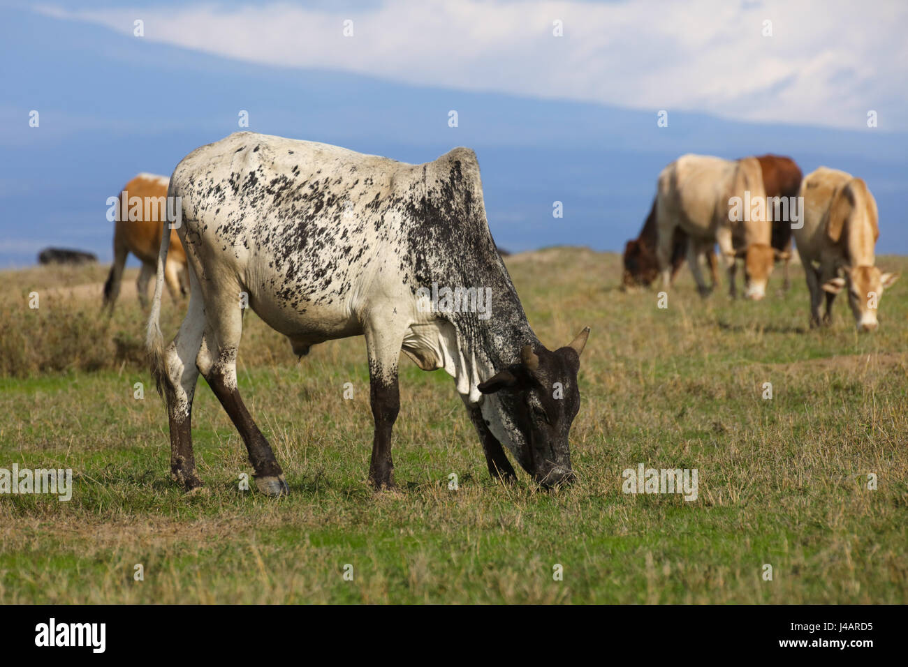 Eine Herde von Boran Vieh Weiden auf grünen Rasen in Kenia. OL Pejeta Conservancy. Stockfoto