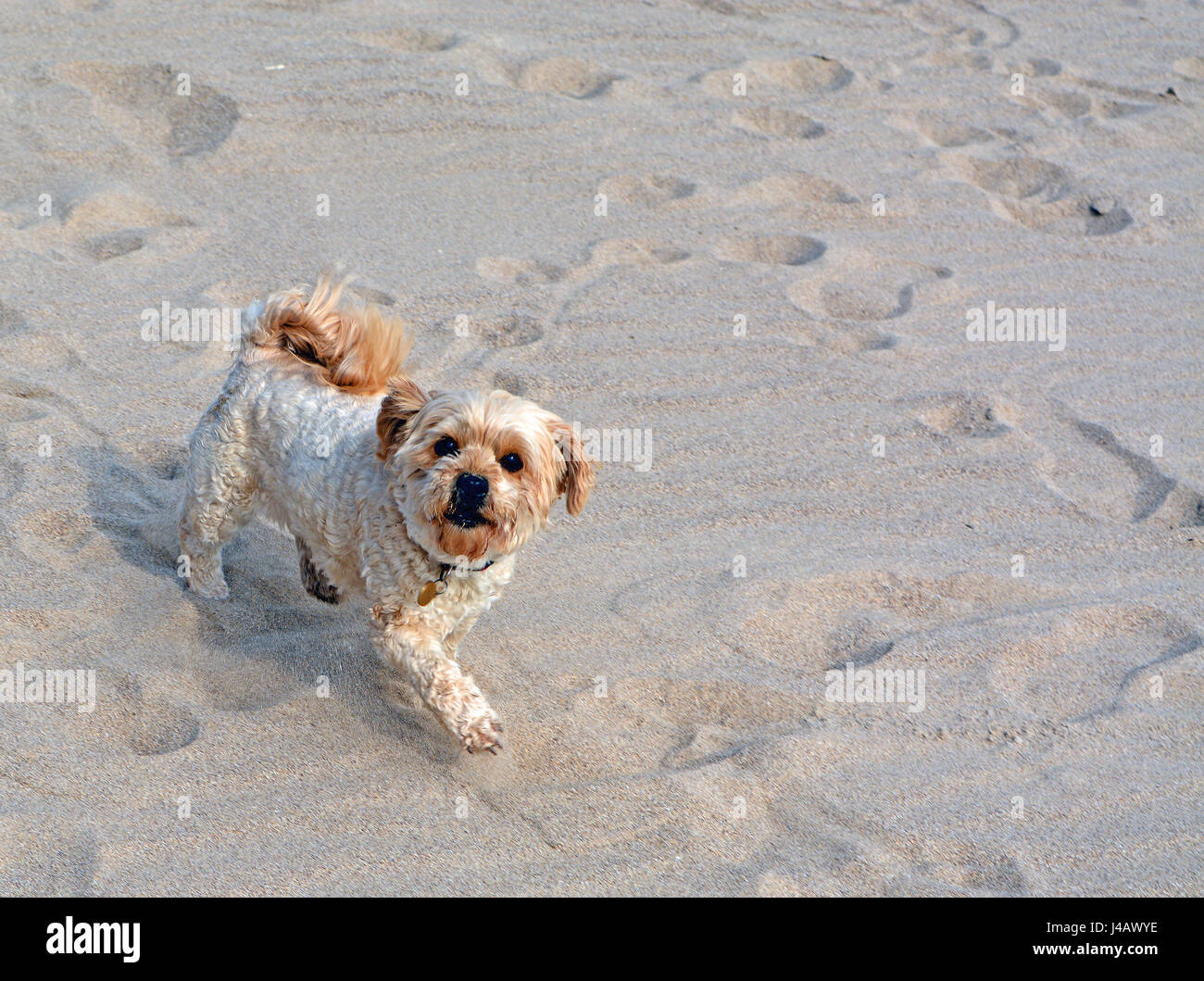 Kleiner Hund am Strand, Blick nach oben Stockfoto