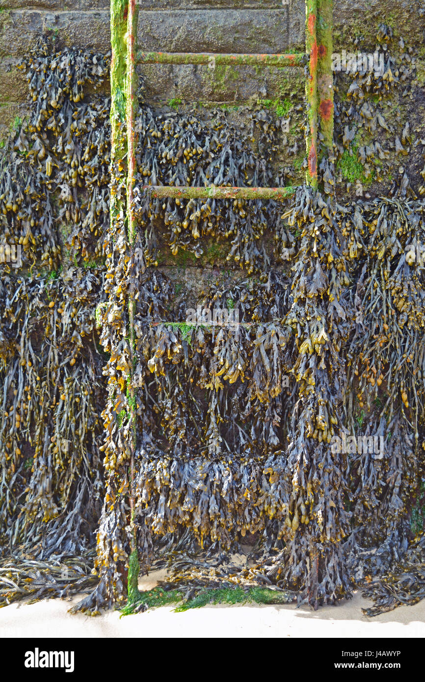 Eine alte rostige Metall-Leiter in Tenby Hafen (Wales, UK) Stockfoto