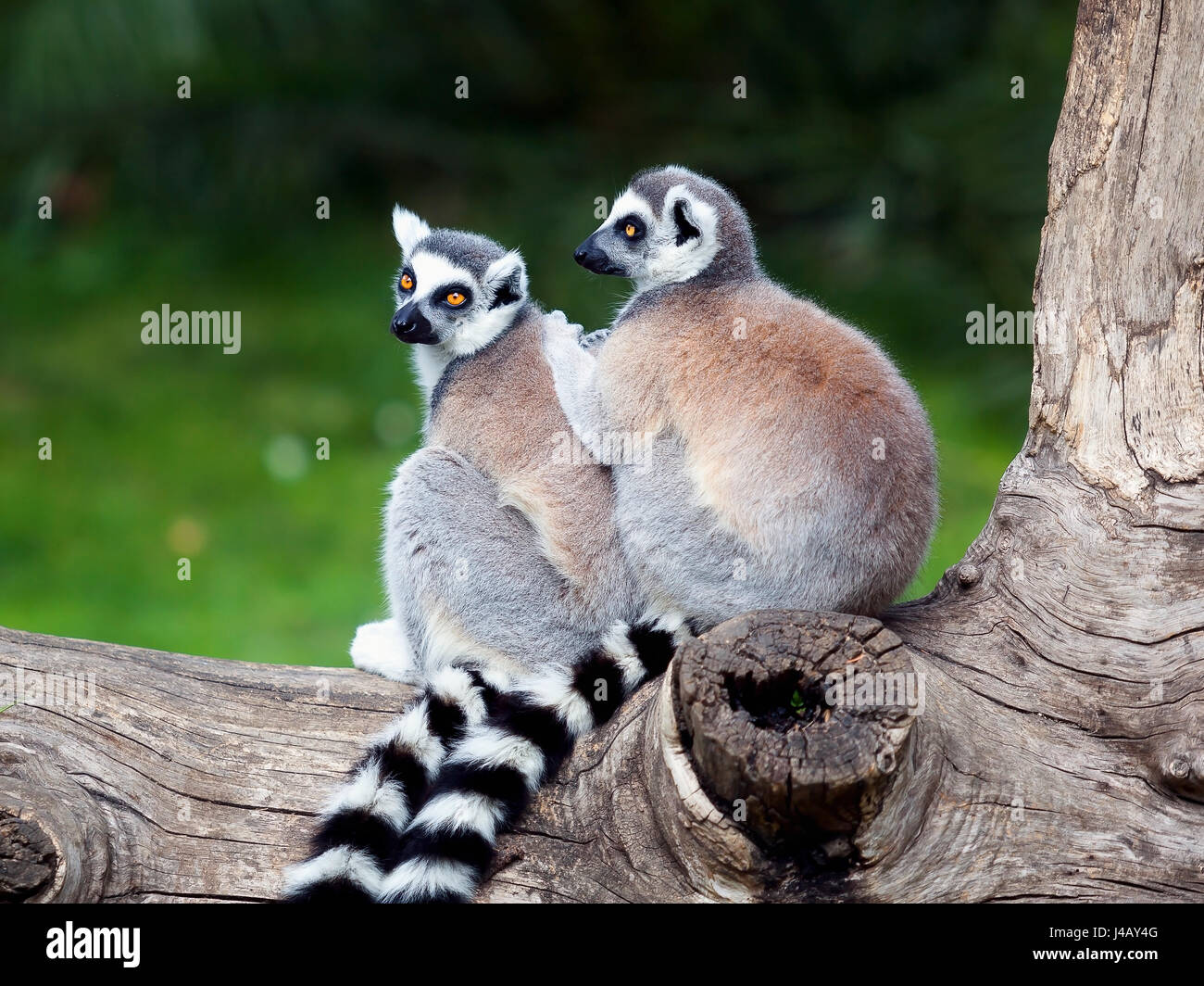 Zwei Kattas umarmte zusammen auf einem Baum. Große Augen mit lebhaften  Farben und klassische Langarm-weiß-schwarze Ringe Stockfotografie - Alamy