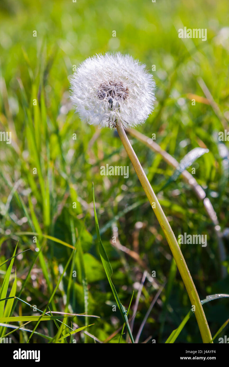 Delapre öffentlichen Golfplatz, Eagle Drive, Northampton. U.K. Stockfoto