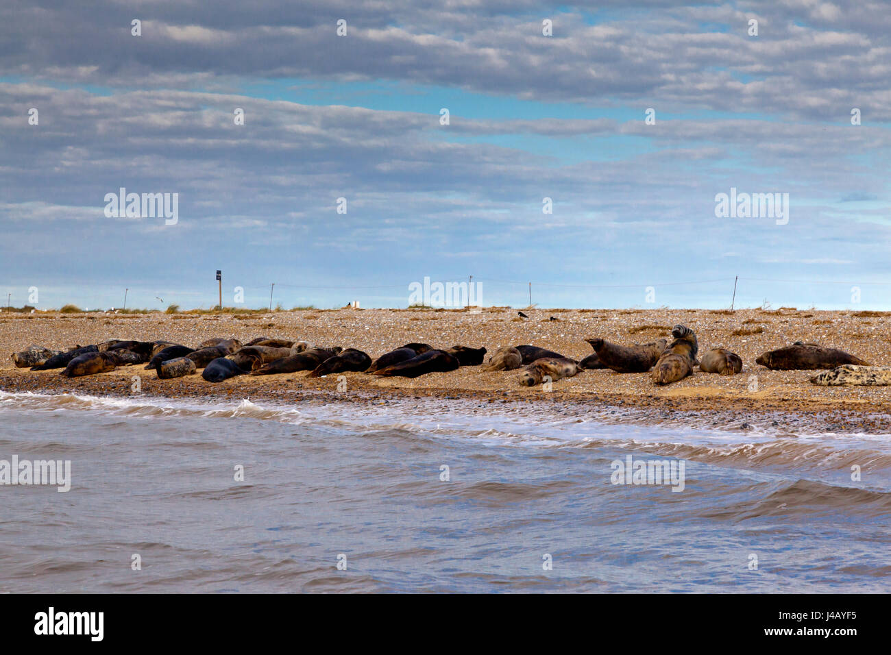 Robben am Strand an der Nordküste Norfolk England UK Zeitpunkt Blakeney Stockfoto