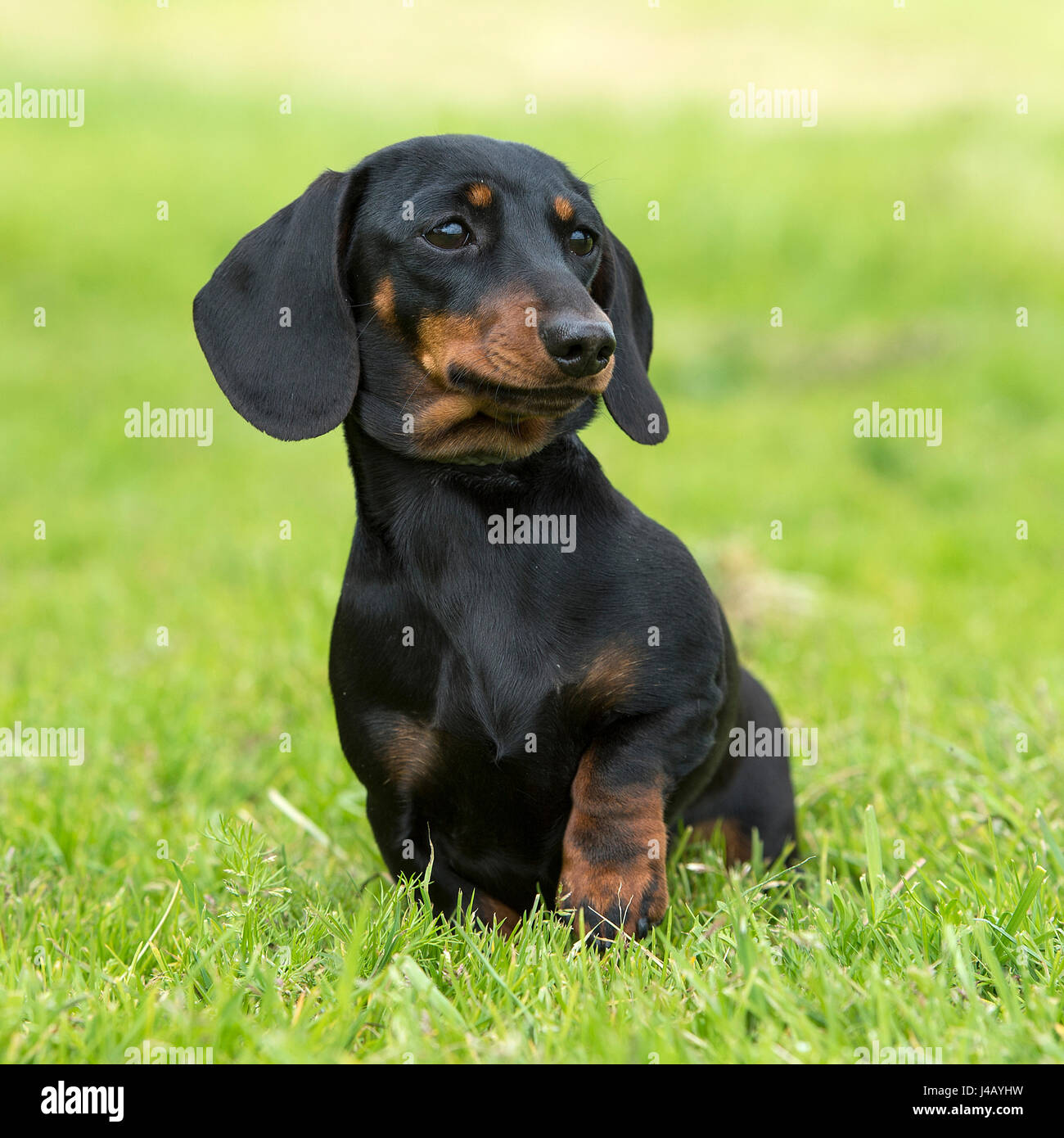 Dackel, Zwergdackel glatten Haaren Stockfotografie - Alamy