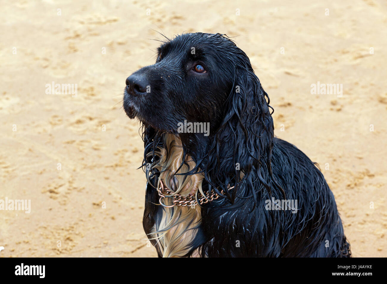 Nasse und schlammige Working Cocker Spaniel Haushund Stockfoto