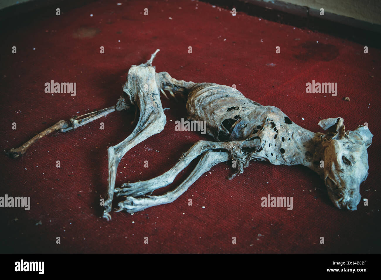 STÖRENDE Bilder bieten einen Einblick in die bröckelnden Reste der "Kleinen Moskau", die einst die Heimat von der sowjetischen Roten Armee. Die unheimliche Bilder zeigen einer rostigen und verfallenen Statue der russischen kommunistischen Vladimir Lenin am Eingang der Stadt, Schwimmbäder, Farbe abplatzt rissige Wände, ein Skelett eines Toten Hundes geleert und Gastanks. Anderen eindringlichen Aufnahmen zeigen eine Montagehalle im Herzen der Stadt, wo Tausende von Soldaten sammeln würde, warten auf Anweisungen von ihren Generälen. Diese eindrucksvollen Fotografien wurden in der Stadt von Wunsdorf, fünfundzwanzig Meilen aus Berlin, von Journa gefangengenommen. Stockfoto