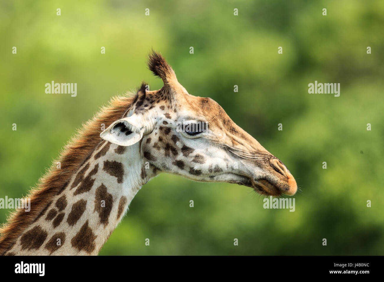 Masai-Giraffe aus nächster Nähe Stockfoto