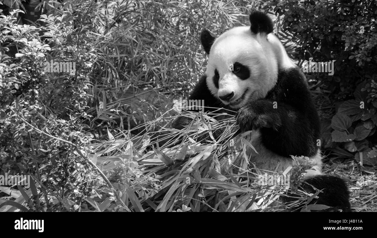 Riesenpanda-River Safari Singapur Stockfoto