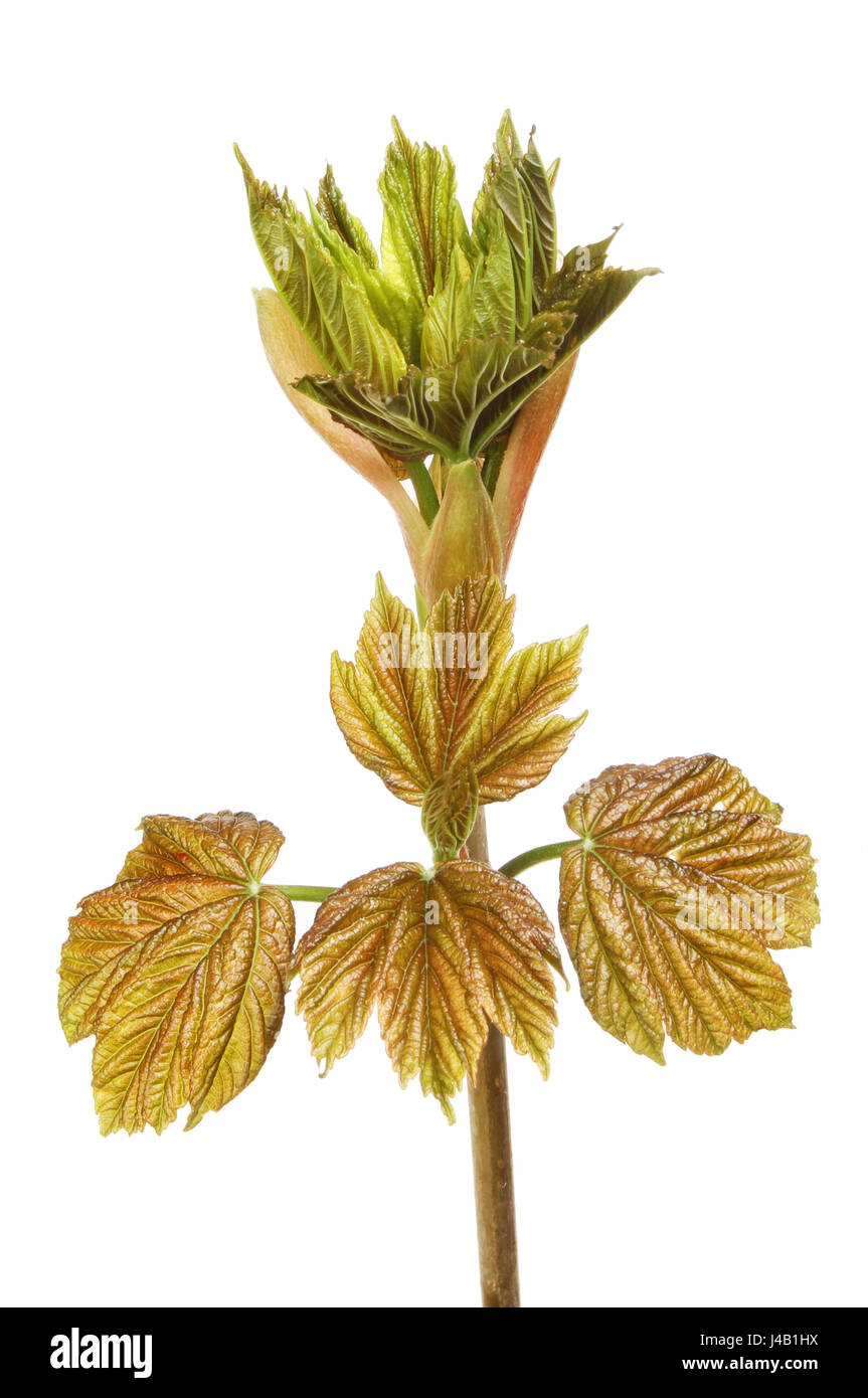 Frische neue Dreharbeiten Ahorn Blätter isoliert gegen weiß Stockfoto