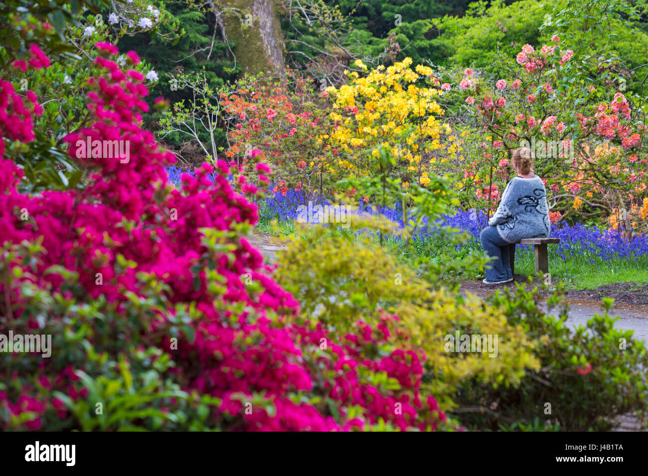 Frau saß auf der Bank, bewundern Sie die atemberaubende Rhododendron und Azaleen in Exbury Gardens, New Forest National Park, Hampshire im Mai Frühling Stockfoto