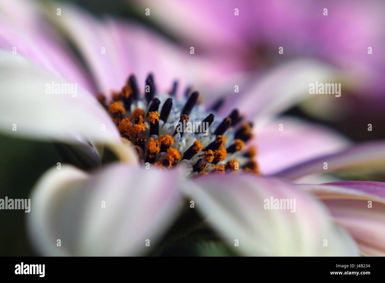 Schöne Osteospermum, aufgenommen mit einem Lensbaby für Effekt der Unschärfe. Stockfoto