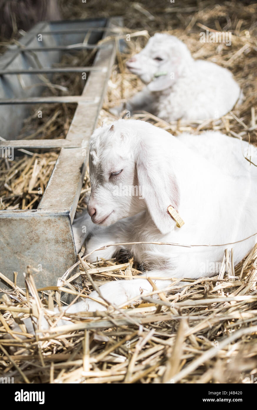 Zwei weiße Kinder / baby Ziegen hinlegen und Ausruhen in der Sonne auf Stroh neben einem Metall Trog in einer Scheune auf dem Bauernhof, UK Stockfoto