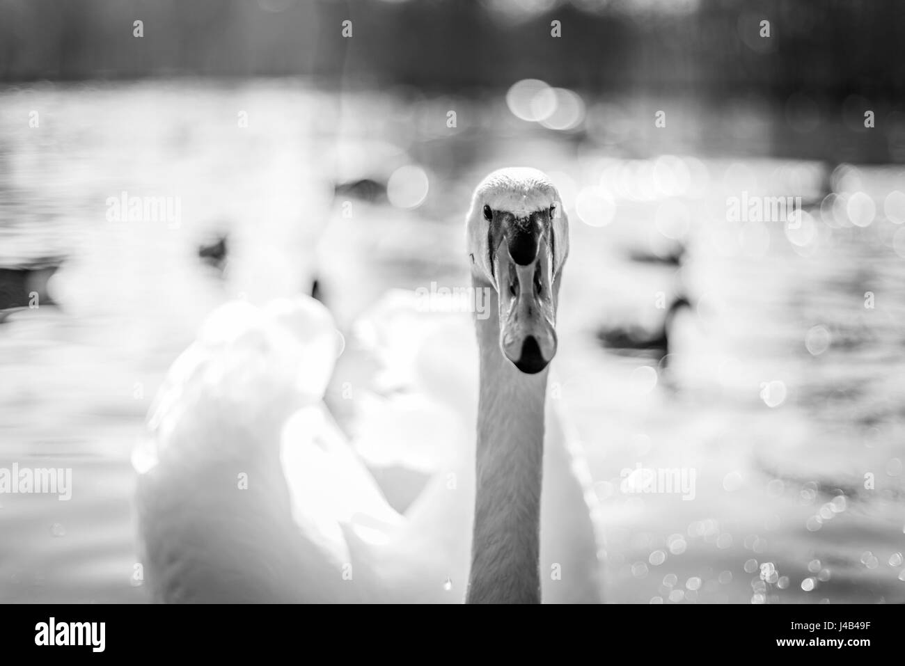 Swan Nahaufnahme in schwarz und weiß Farben Om ein See mit Bokeh-Effekt Stockfoto