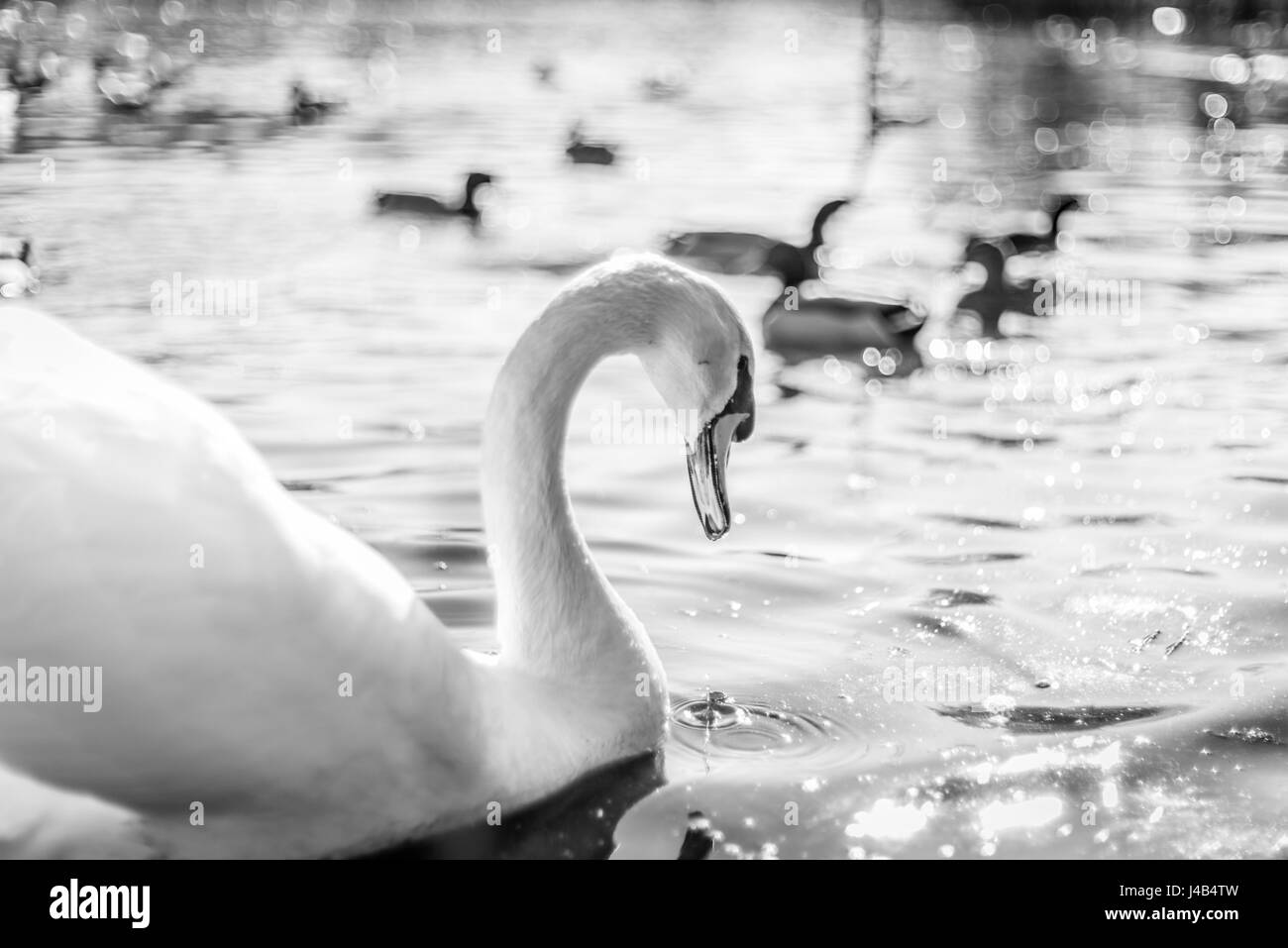 Schwan in einem See in schwarzen und weißen Farben mit einem Tröpfchen aus dem Schnabel ins Wasser zu fallen Stockfoto