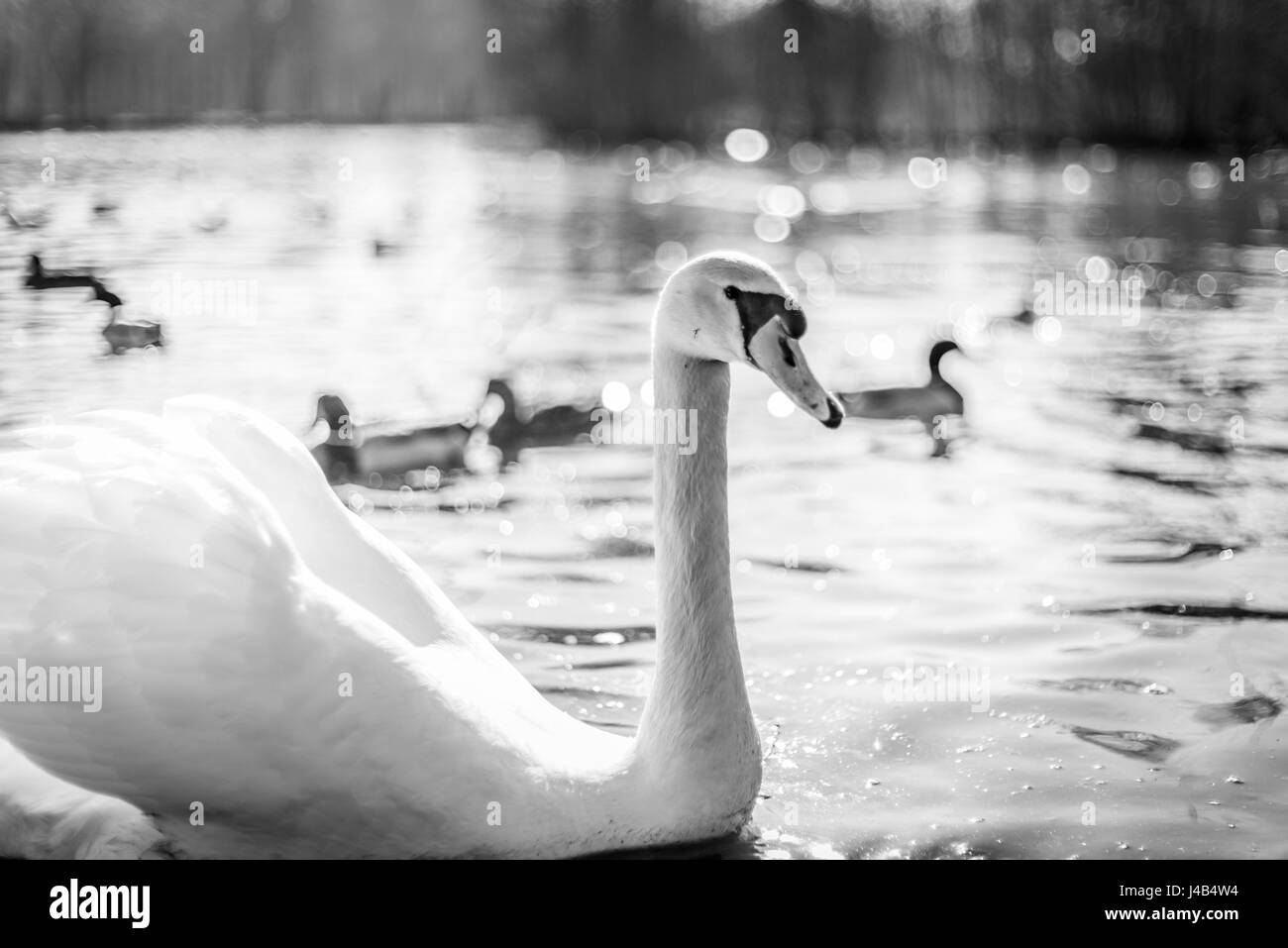 Wildvögel in einem See in monochromen Farben mit einem großen weißen Schwan Schwimmen im kalten Wasser Stockfoto
