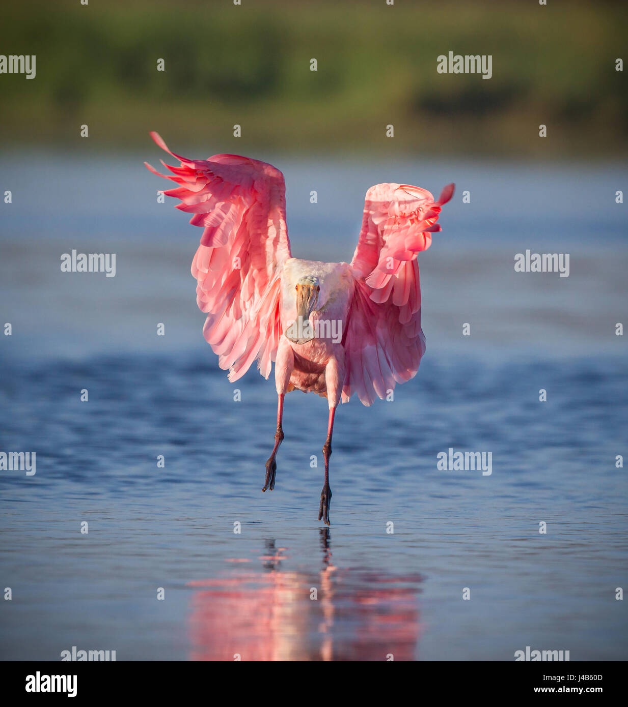 Rosige Löffler Landung Stockfoto