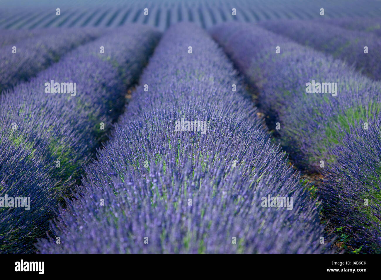 Endlose Reihen von Lavendel in der Nähe von Valensole, Provence, Frankreich Stockfoto
