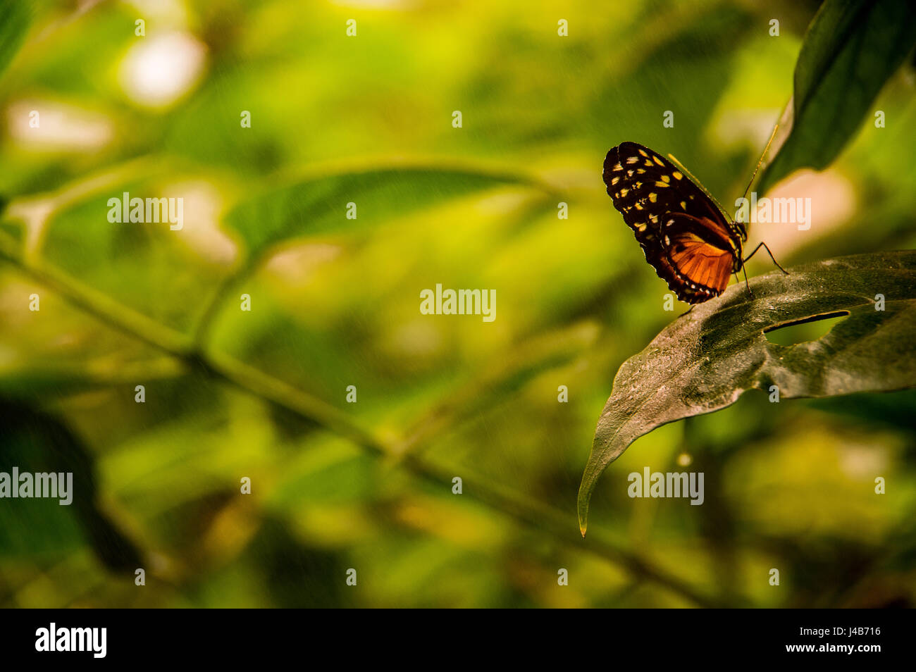 Nahaufnahme eines Schmetterlings / Mariposa in San Jose, Costa Rica Stockfoto