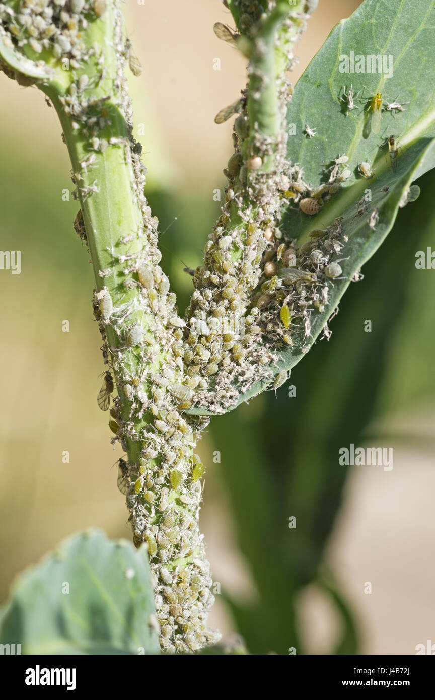 eine Gartenpflanze bedeckt eine Blattlaus Schädlingsbefall Stockfoto