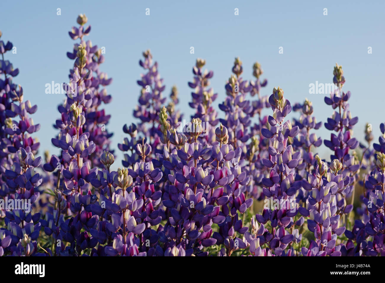wilde lila lupine Wildblumen hautnah mit blauem Himmel Stockfoto
