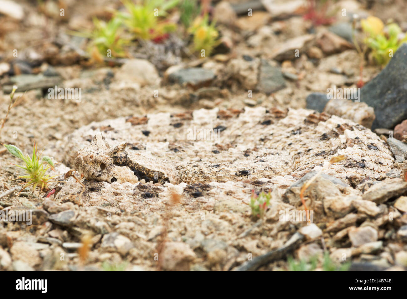 Nahaufnahme der Mojave-Wüste Sidewinder Klapperschlange oder Crotalus Cerastes aufgerollt in einer Senke im Kies Stockfoto