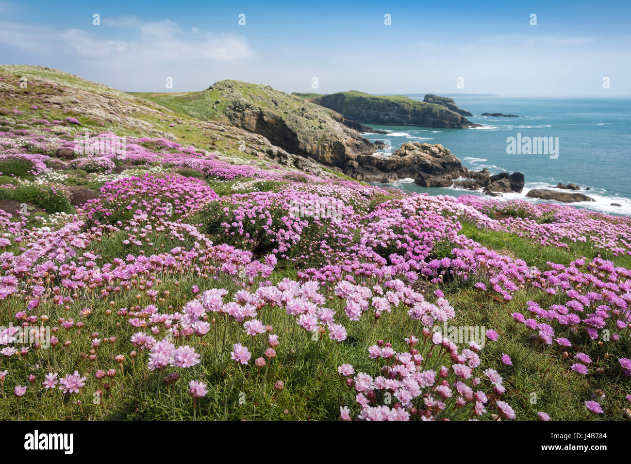 Teile der Sparsamkeit Teppich Manx Shearwater gräbt am Skomer Head auf Skomer Island, Pembrokeshire, Wales, UK Stockfoto