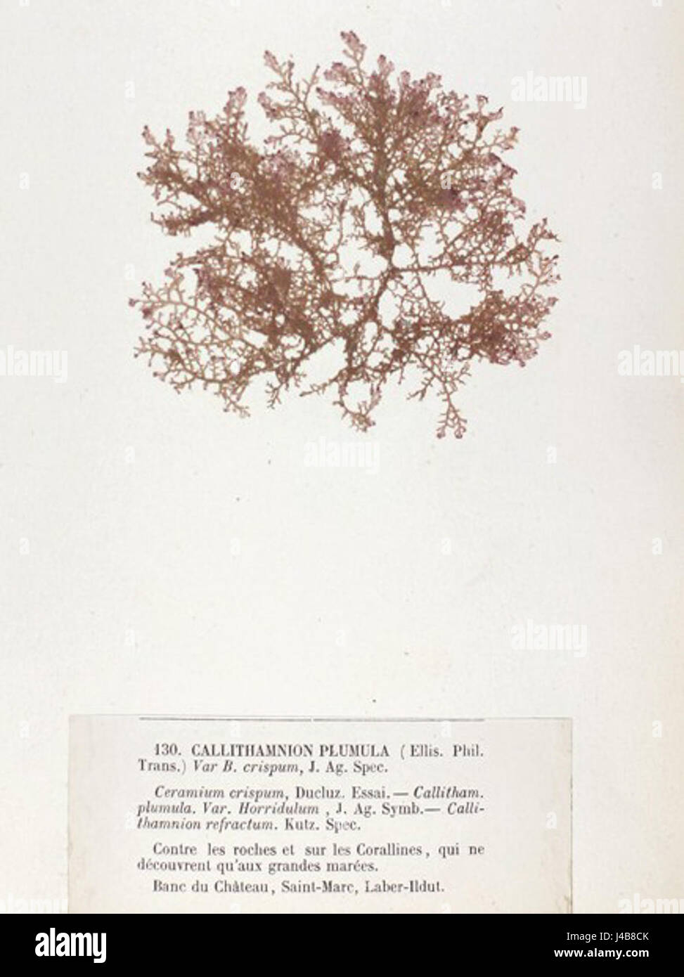 Pterothamnion crispum Crouan ist eine Art von Rotalgen, die in Meeresgebieten vorkommt. Diese Algenart ist für ihre Rolle in aquatischen Ökosystemen und der biologischen Vielfalt der Meere von Bedeutung. Stockfoto