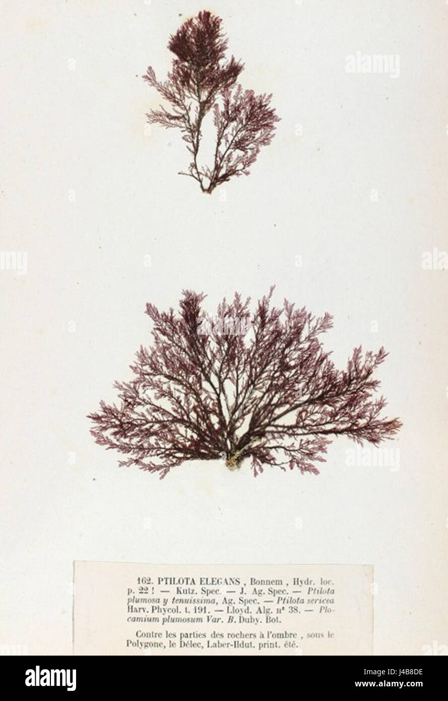 Plumaria plumosa Crouan bezieht sich auf eine Art von Meeres- oder Wasserorganismen, die sich durch ihre einzigartige Form und spezifische Umweltanforderungen auszeichnet. Er ist in der Meeresbiologie von Bedeutung, bekannt für seine besonderen Merkmale innerhalb seines Ökosystems. Stockfoto