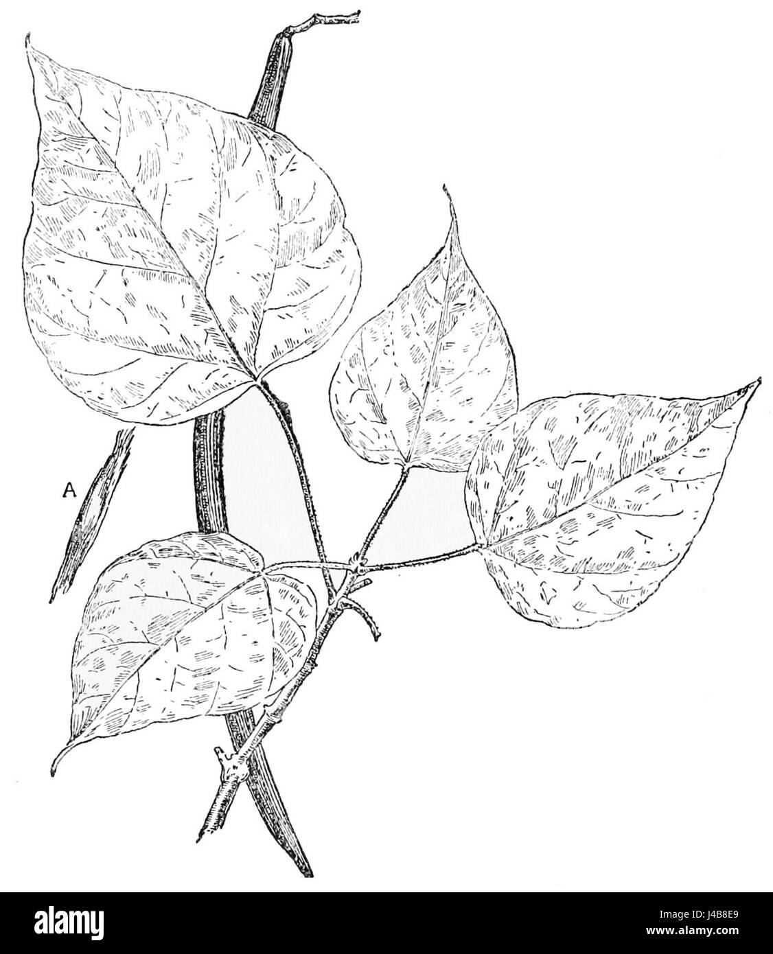 PSM V49 D818 Catalpa Blatt Stockfoto