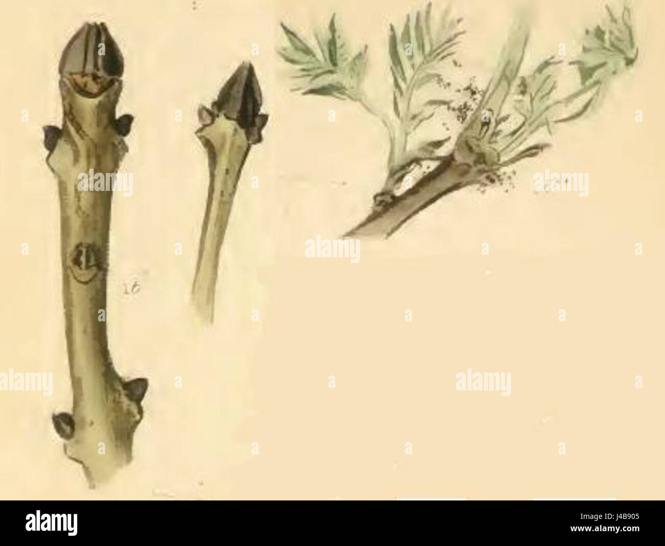 Prays fraxinella, eine Mottenart, ist dafür bekannt, dass sie Eschen erheblichen Schaden anrichtet. Die Larven ernähren sich von den Blättern von Eschen, was zu Entblätterung und möglichen langfristigen gesundheitlichen Problemen für den Baum führt. Stockfoto
