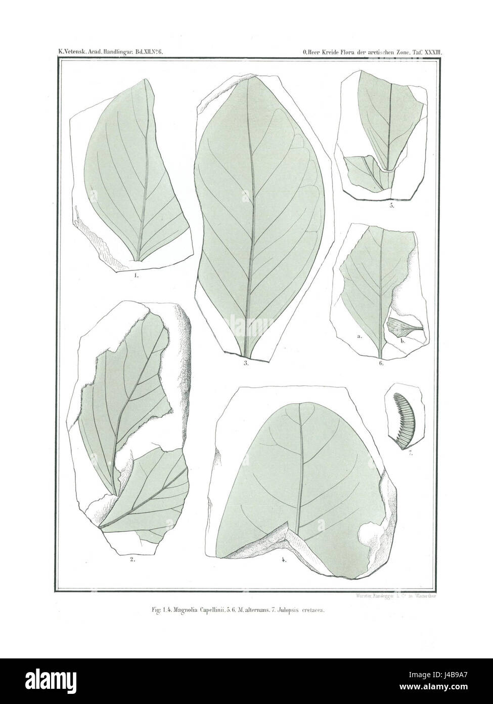 Polarflora 3 237 Stockfoto