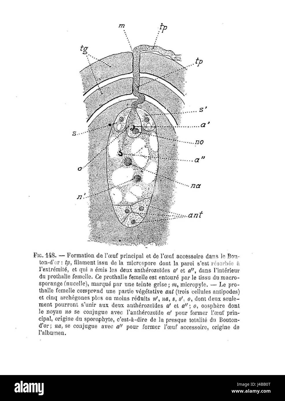 Renoncule Formation des oeufs bezieht sich auf den Eibildungsprozess bei Buttercups (Ranunkulus), der Einblicke in die Pflanzenreproduktionsbiologie bietet. Stockfoto
