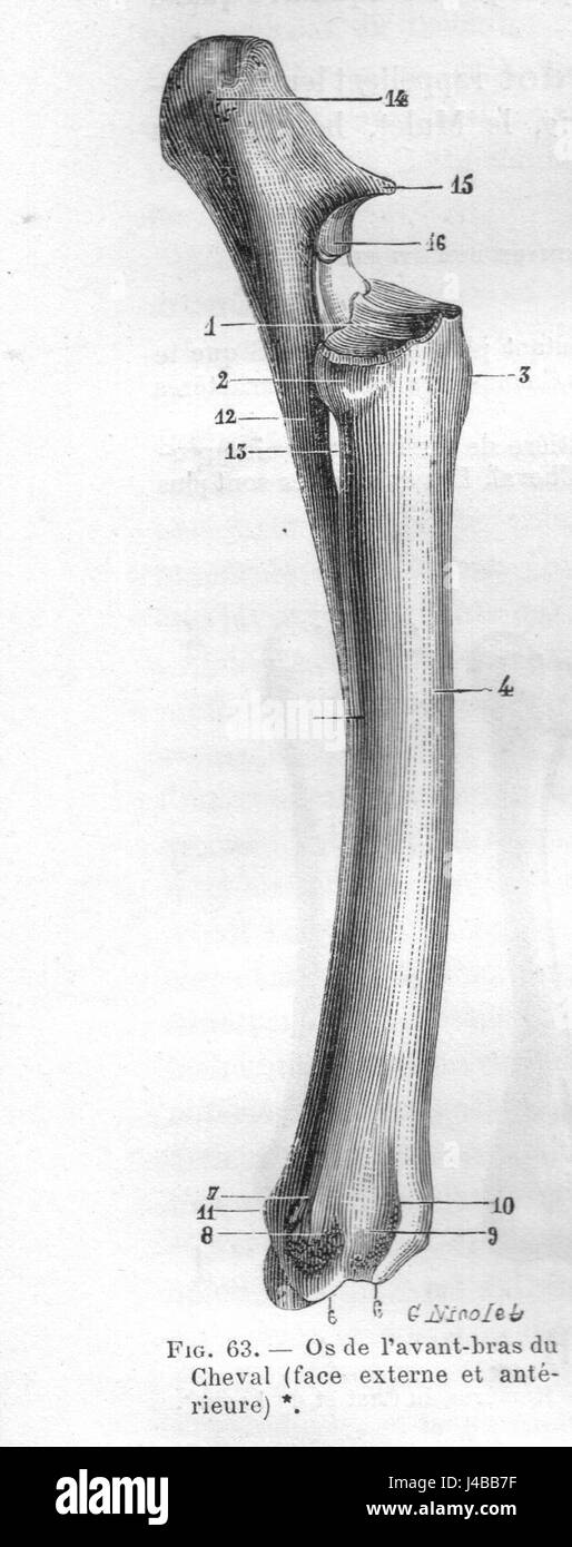 Ein künstlerisches Werk aus dem späten 19. Jahrhundert (1890), das ein wissenschaftliches Diagramm oder eine Darstellung von Radius, Cheval und Chauveau enthält, möglicherweise in Bezug auf die Tieranatomie oder Agrarwissenschaften der damaligen Zeit. Stockfoto
