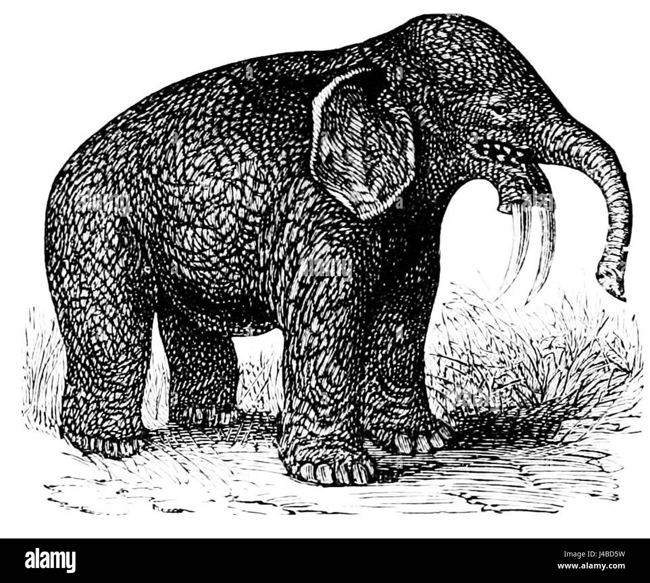 Das Bild zeigt eine Rekonstruktion von *Dinotherium giganteum*, einem prähistorischen Säugetier, das während des Pleistozäns lebte. Er ist bekannt für seine großen und nach unten gebogenen Stoßzähne, die in wissenschaftlichen Illustrationen dargestellt werden. Stockfoto