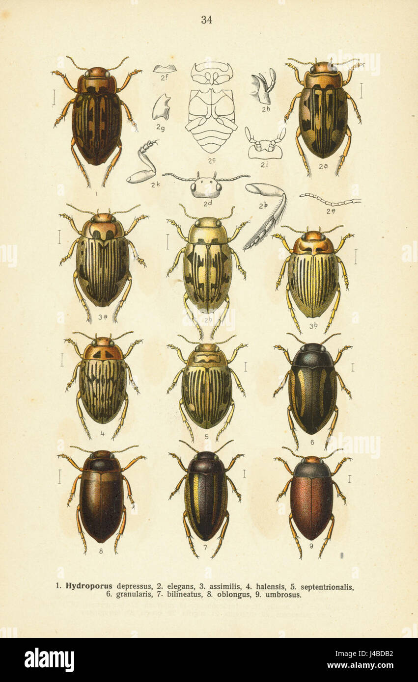 Dieser Titel bezieht sich wahrscheinlich auf eine spezifische Tabelle aus einer Publikation von Reitter aus dem Jahr 1908, die sich möglicherweise auf eine historische oder wissenschaftliche Studie konzentriert, die oft mit detaillierten Daten oder Analysen illustriert wird. Stockfoto