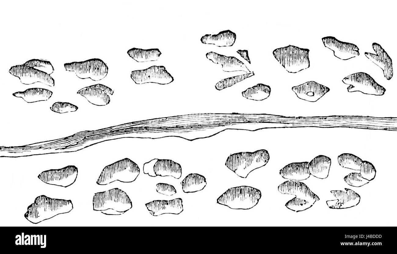 Die Prototichniten, die in PSM V03 D452 gefunden wurden, beziehen sich auf alte fossile Spuren, die vermutlich Spuren früherer Lebensformen sind. Diese Fußabdrücke geben wertvolle Einblicke in das Verhalten und die Fortbewegung prähistorischer Organismen. Stockfoto Die Prototichniten, die in PSM V03 D452 gefunden wurden, beziehen sich auf alte fossile Spuren, die vermutlich Spuren früherer Lebensformen sind. Diese Fußabdrücke geben wertvolle Einblicke in das Verhalten und die Fortbewegung prähistorischer Organismen. Stockfoto
