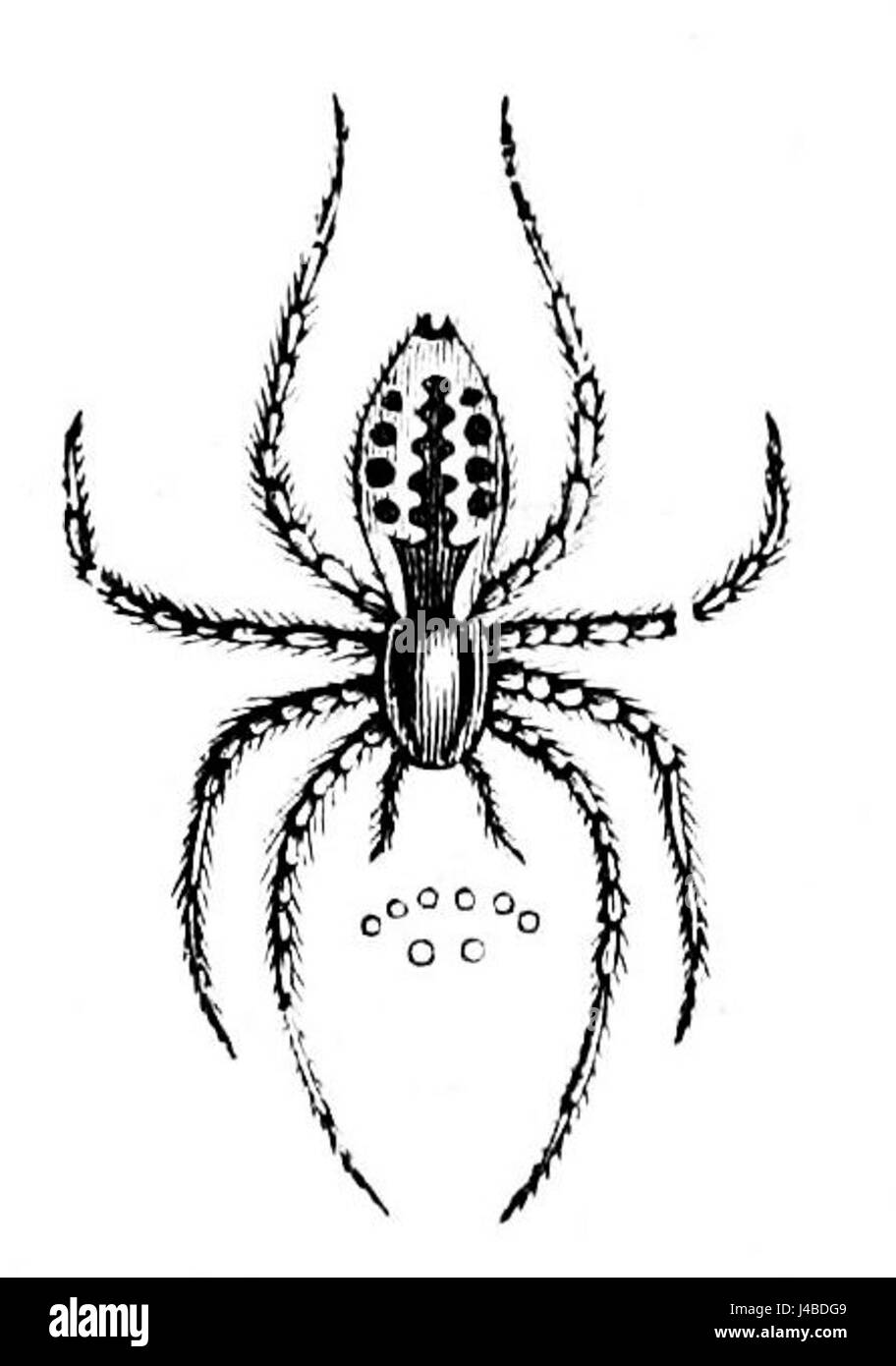 PSM V33 D814 gemeinsamen Haus Spinne Stockfoto