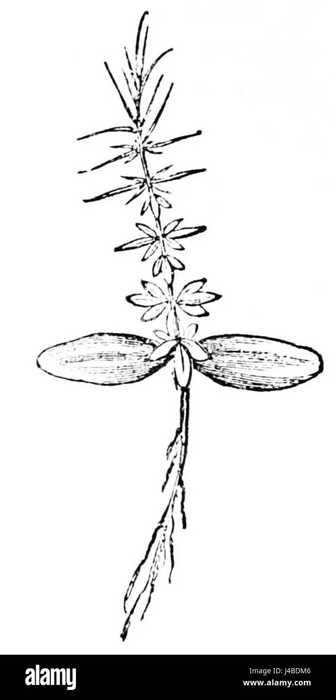 PSM V27 D507 A Sämling Ginster mit zählig Blättern und eiförmige Blättchen Stockfoto