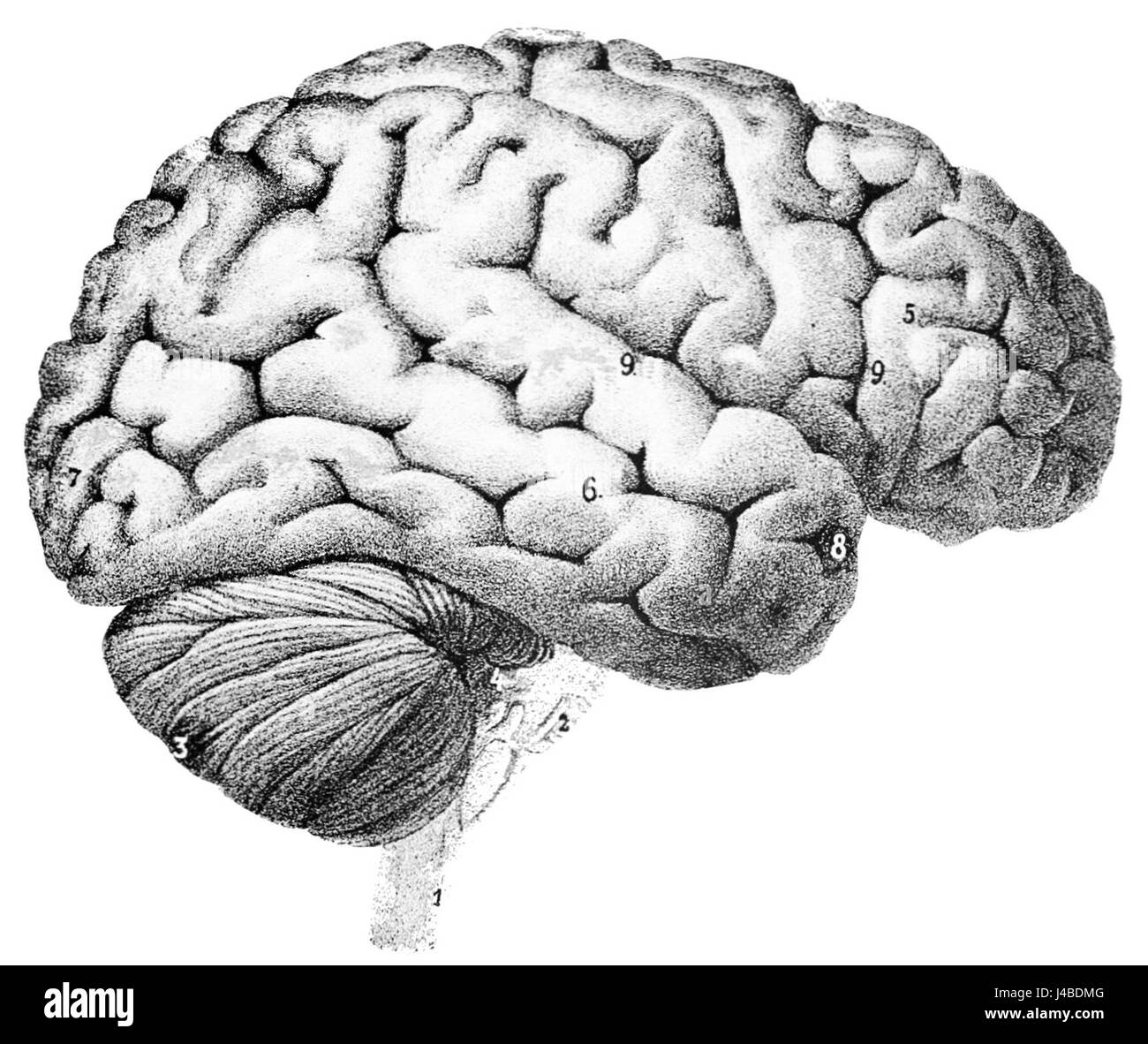 Diese Illustration von PSM (Popular Science Monthly) zeigt die äußere Oberfläche des menschlichen Gehirns. Es hebt die Großhirnrinde hervor, die äußerste Schicht, die an verschiedenen kognitiven Funktionen beteiligt ist. Stockfoto
