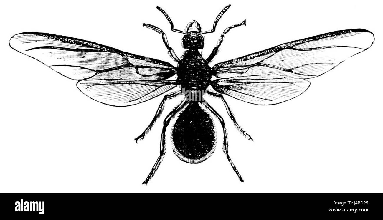 Dieses Bild zeigt eine weibliche Blattschneider-Ameise, eine Art, die für ihre komplexe soziale Struktur und ihr landwirtschaftliches Verhalten bekannt ist. Diese Ameisen schneiden Blätter, um Pilze zu kultivieren, die als primäre Nahrungsquelle dienen. Das Bild zeigt ihre Rolle in der Ökosystemdynamik und ihre einzigartigen Anbaumethoden. Stockfoto