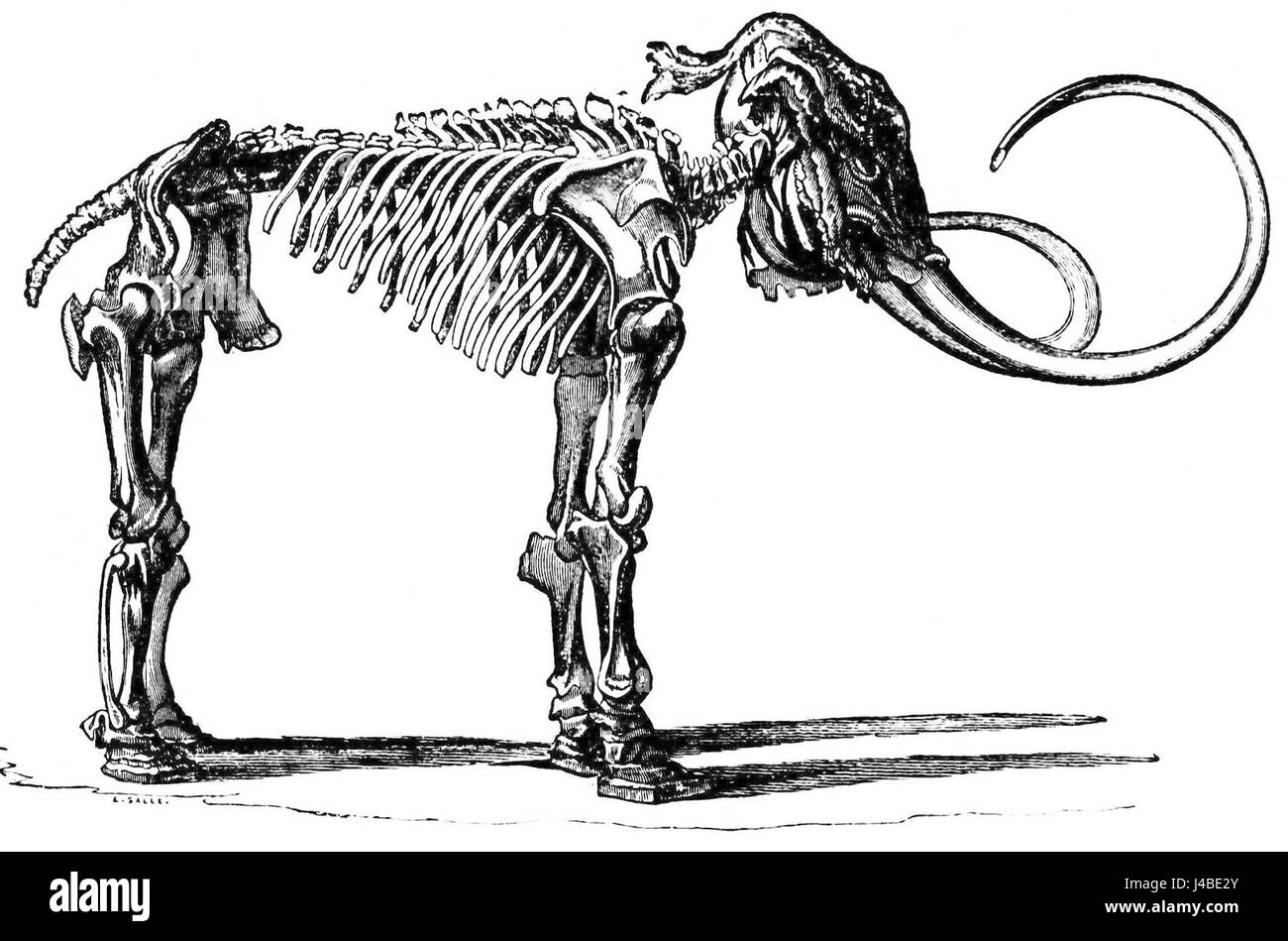 Dieses Bild zeigt das Skelett eines Mammuts mit seinen massiven Knochen und seiner Struktur. Mammuts, ausgestorbene Verwandte moderner Elefanten, durchstreiften die Erde während der pleistozänen Epoche. Dieses Skelett bietet einen Einblick in die Größe und Anatomie der animalâ und unterstreicht seinen Platz in prähistorischen Ökosystemen. Stockfoto