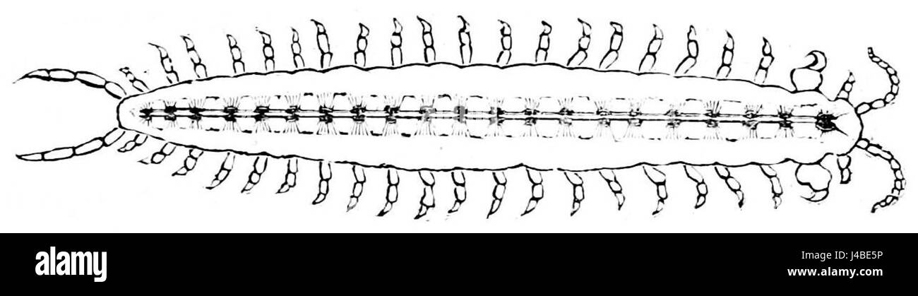 Diese Abbildung aus PSM V07 D060 zeigt das Sensorium und die verbundenen Ganglien eines Tausendfüßlers und hebt die Struktur des Nervensystems und die sensorischen Verarbeitungsfähigkeiten hervor. Es handelt sich um eine wissenschaftliche Darstellung, die auf das Verständnis der Anatomie und Physiologie von Arthropoden abzielt. Stockfoto