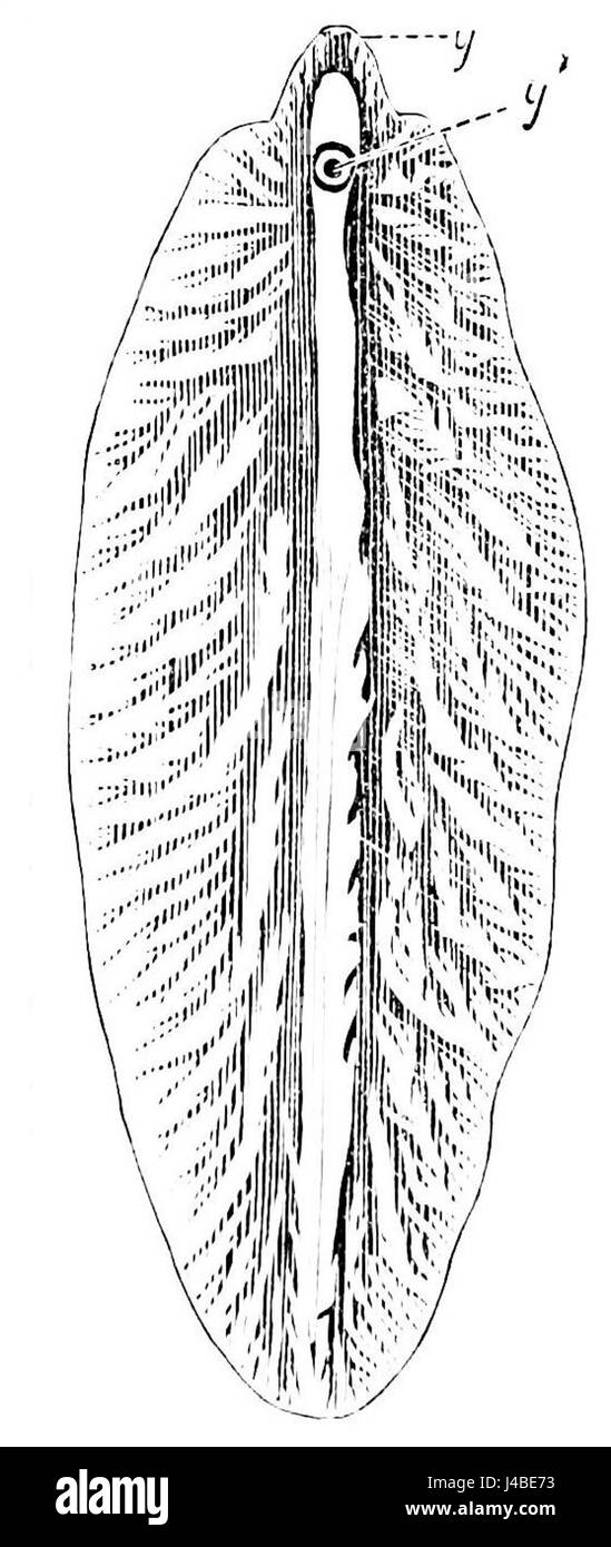 Der leberegel Fasciola hepatica ist ein parasitärer Flachwurm, der die Leber verschiedener Säugetiere, einschließlich des Menschen, infiziert. Es ist der Erreger der Fascioliasis, einer Krankheit, die in vielen Teilen der Welt, insbesondere in Gebieten mit Viehbestand, vorkommt. Stockfoto