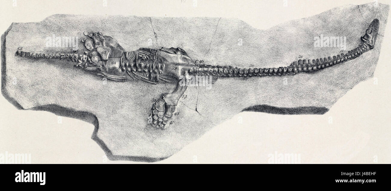 Plesiosaurus dolichodeirus Stockfoto