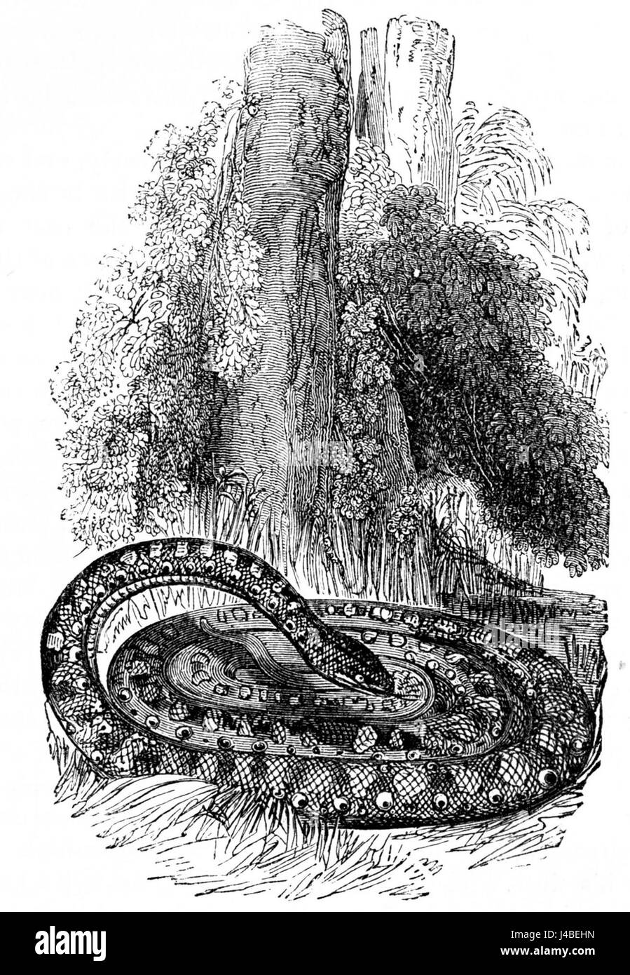 Dieser Titel bezieht sich auf eine wissenschaftliche oder zoologische Illustration in einer Publikation mit dem Titel „PSM“ (Popular Science Monthly), die eine Ringboa, eine Schlangenart, zeigt. Stockfoto